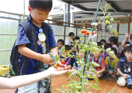 写真：野菜の栽培の様子