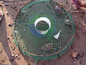 網で取れたてのカニ