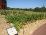 鳥取大学乾燥地植物展示圃場