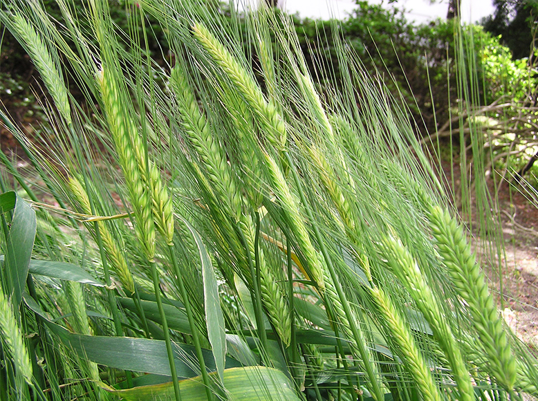 オオムギ／大麦