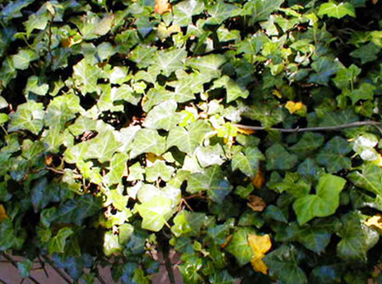 セイヨウキヅタ／つた