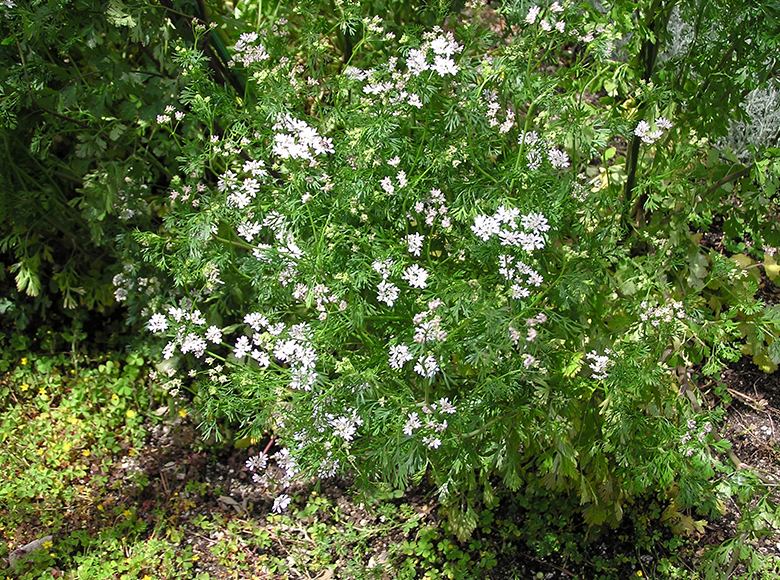 コリアンダー／コエンドロ