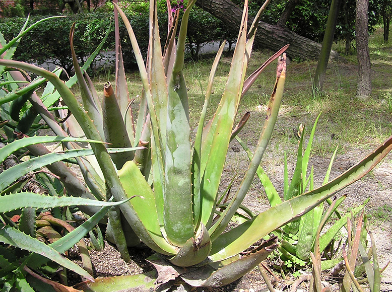 アロエベラ／アロエ