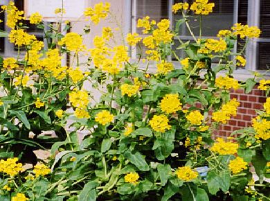 クロガラシ／からし