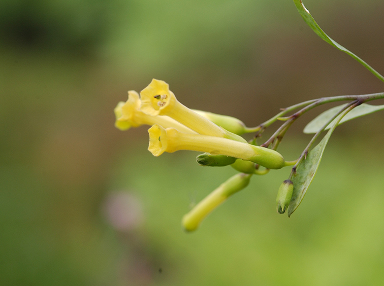 キダチタバコ／からし