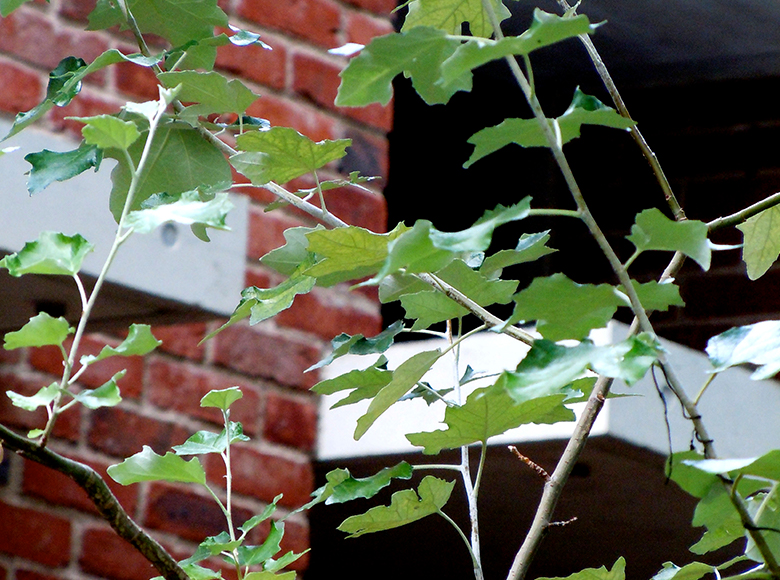 ウラジロハコヤナギ／ポプラ