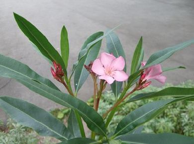 キョウチクトウ／流れのほとりに育つばら