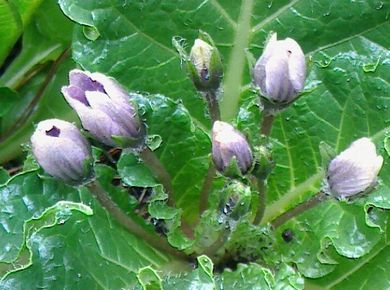 マンドレイク／恋なすび