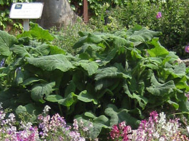 クラリーセージ（七枝の燭台の原型）