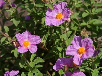 ムラサキゴジアオイ