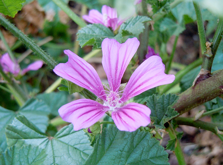 ゼニアオイ／あかざ