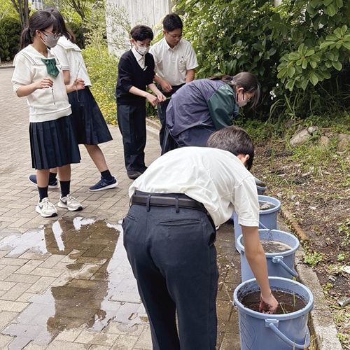 バケツ稲を運ぶ生徒たち