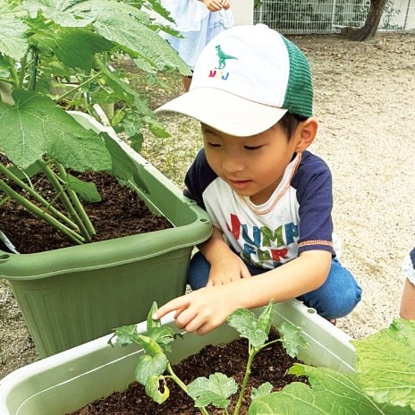 プランターの野菜を収穫する園児
