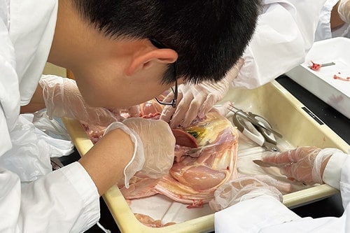 鶏の解剖に取り組む生徒