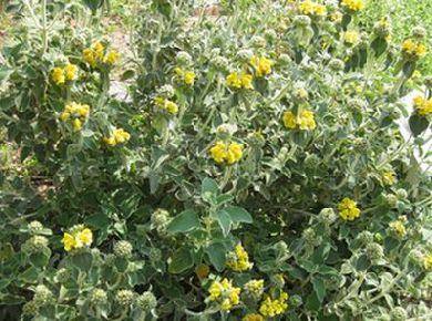 聖書植物園について 聖書植物園 Biblical Botanical Garden 西南学院大学