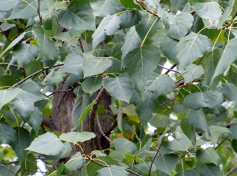 セイヨウハコヤナギ／ポプラ