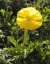 yellow.poppy